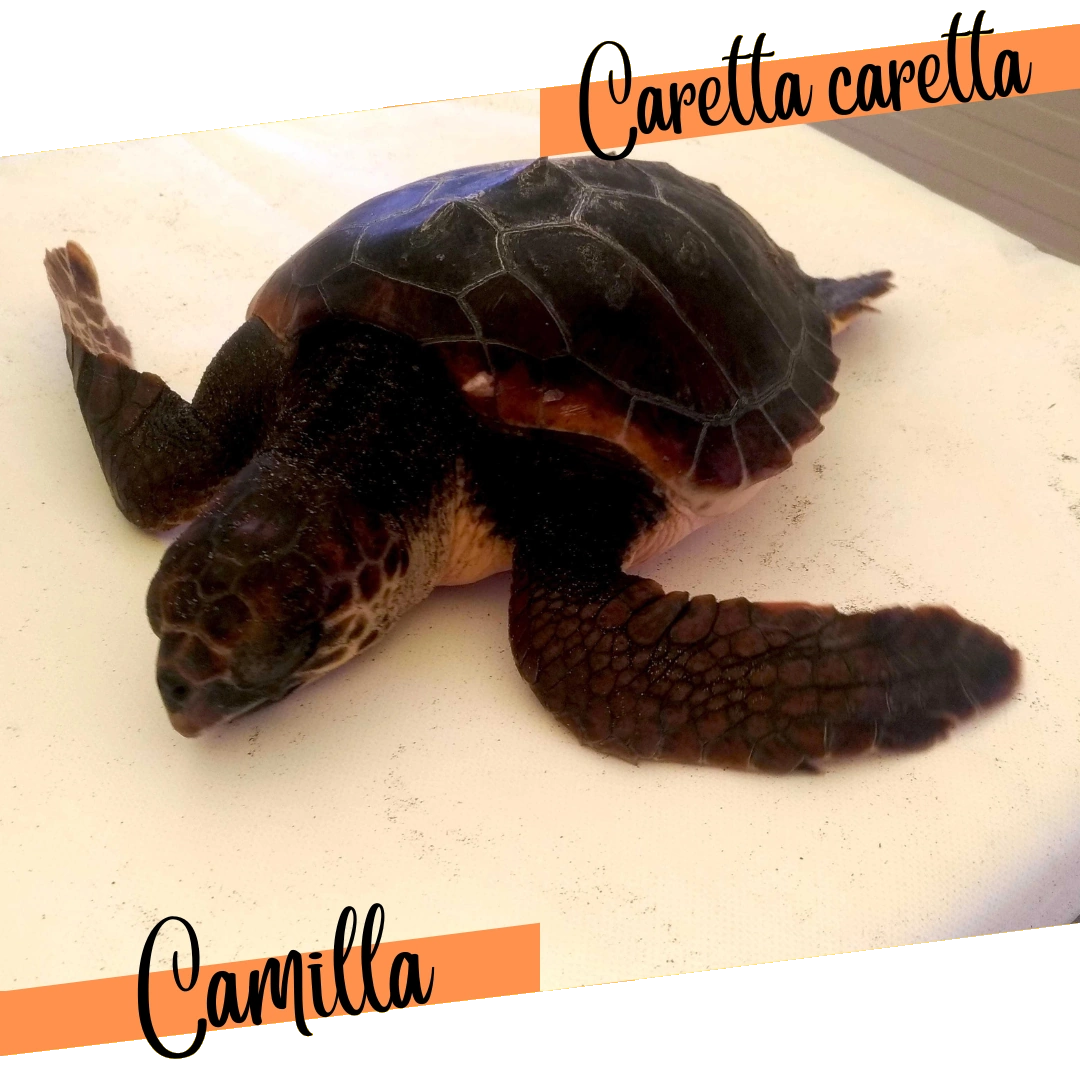 tartaruga Camilla liberata dalla fondazione ZooMarine