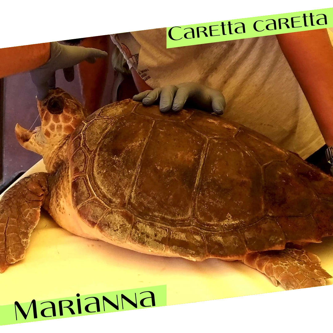 tartaruga Marianna liberata dalla fondazione ZooMarine