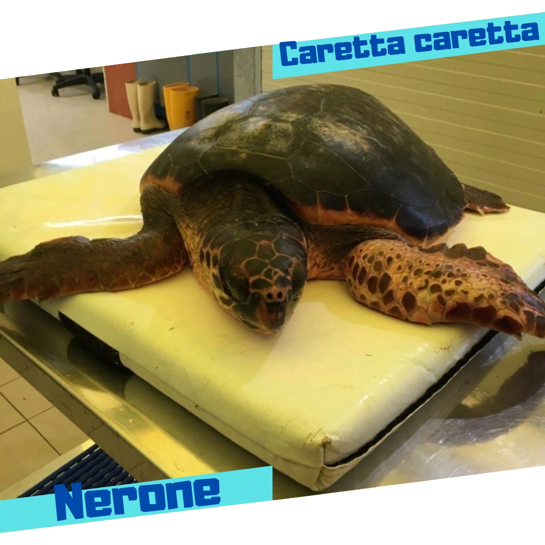 tartaruga Nerone liberata dalla fondazione ZooMarine